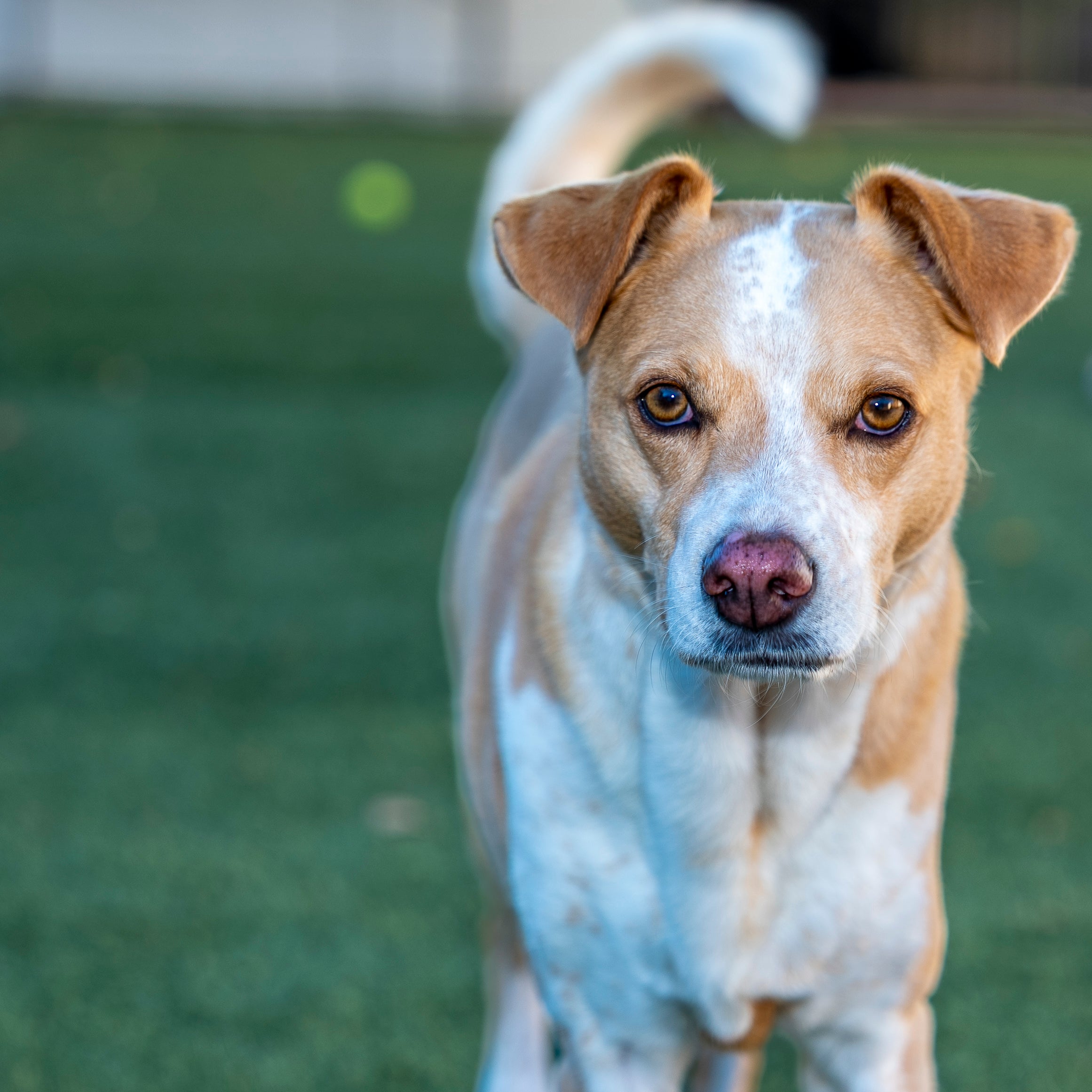 Pet Photography