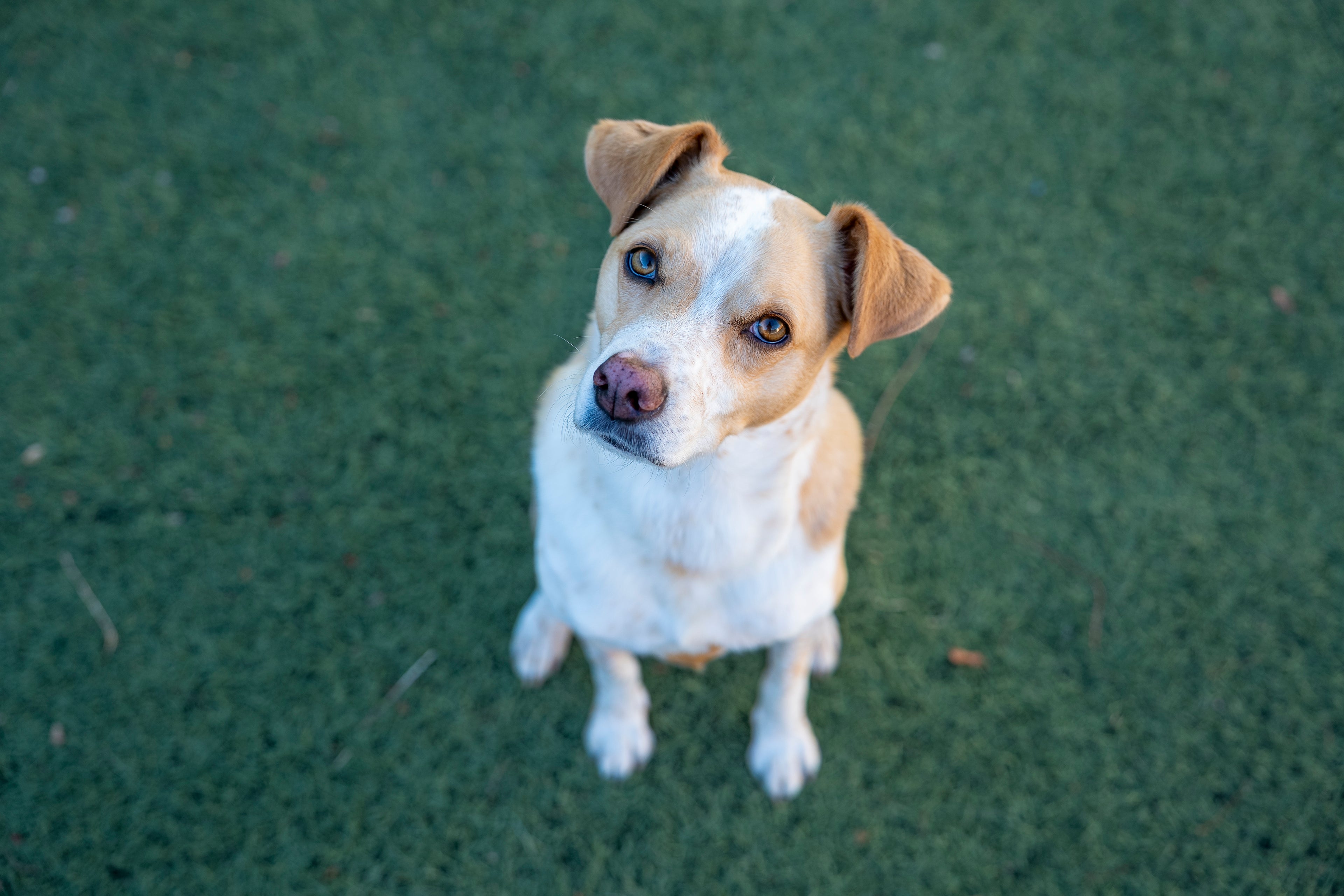 Pet Photography